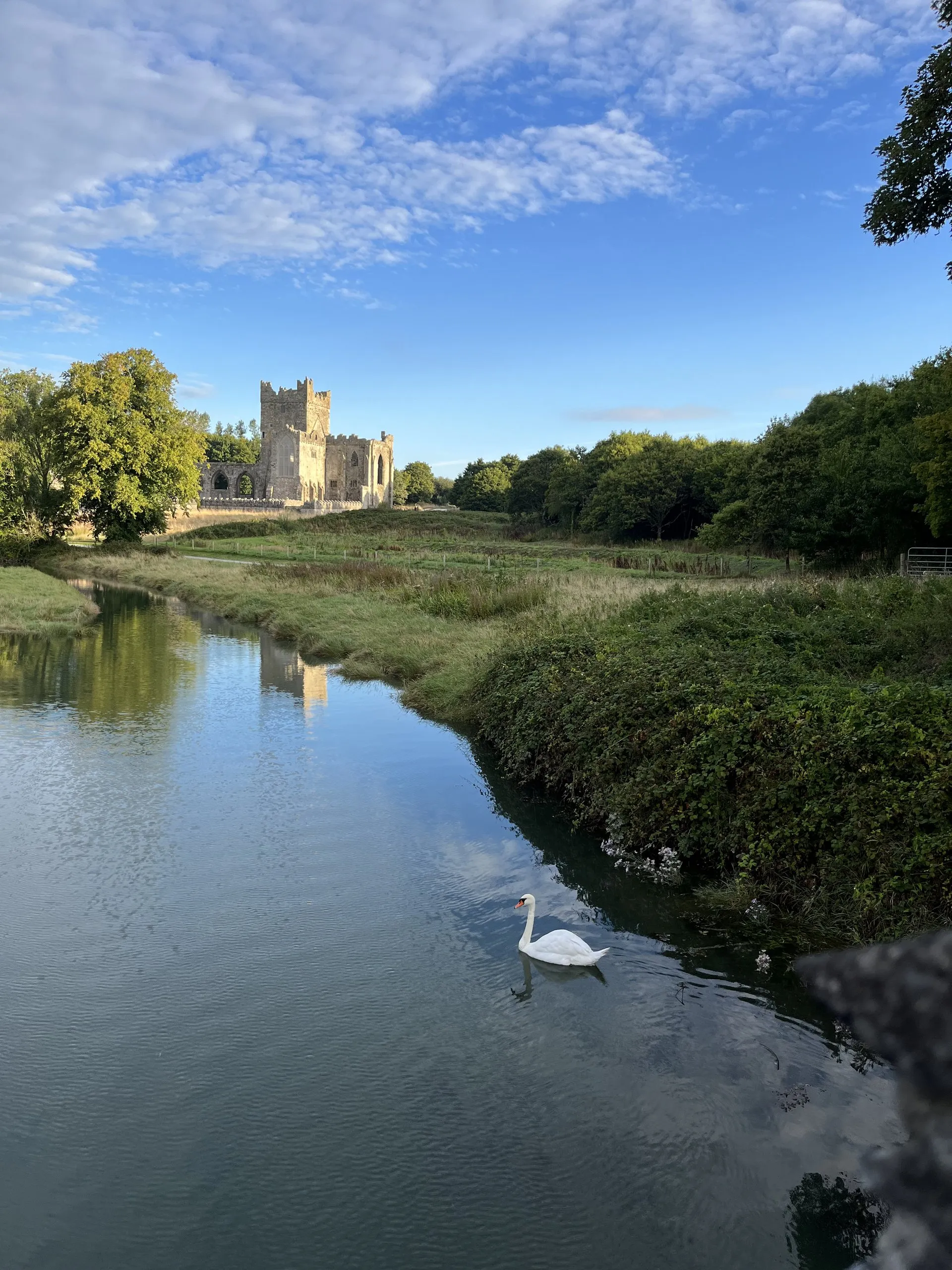 Tintern Abbey standing above the river, its square tower and Gothic windows lit by low sun, with a white swan gliding on the mirror-calm water below.