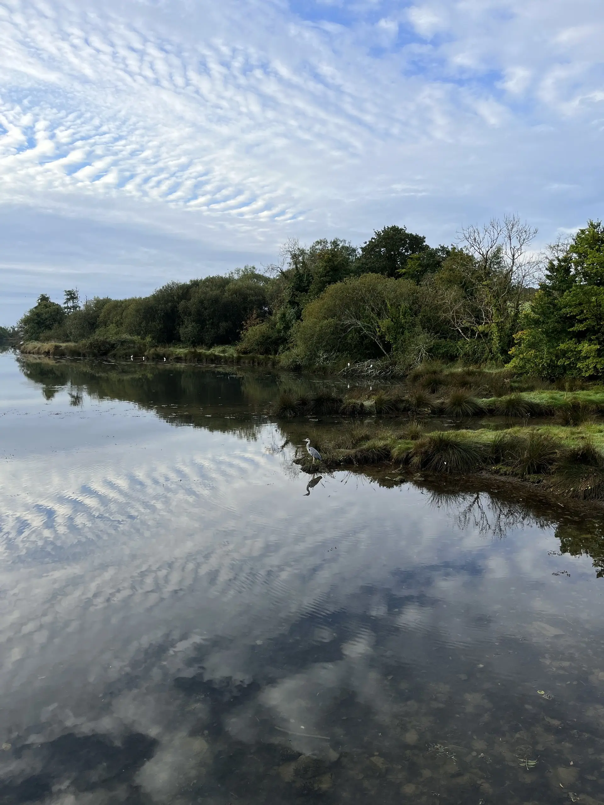 Bannow Bay lying mirror-still, a wooded shore and its reflection under a rippled sky.