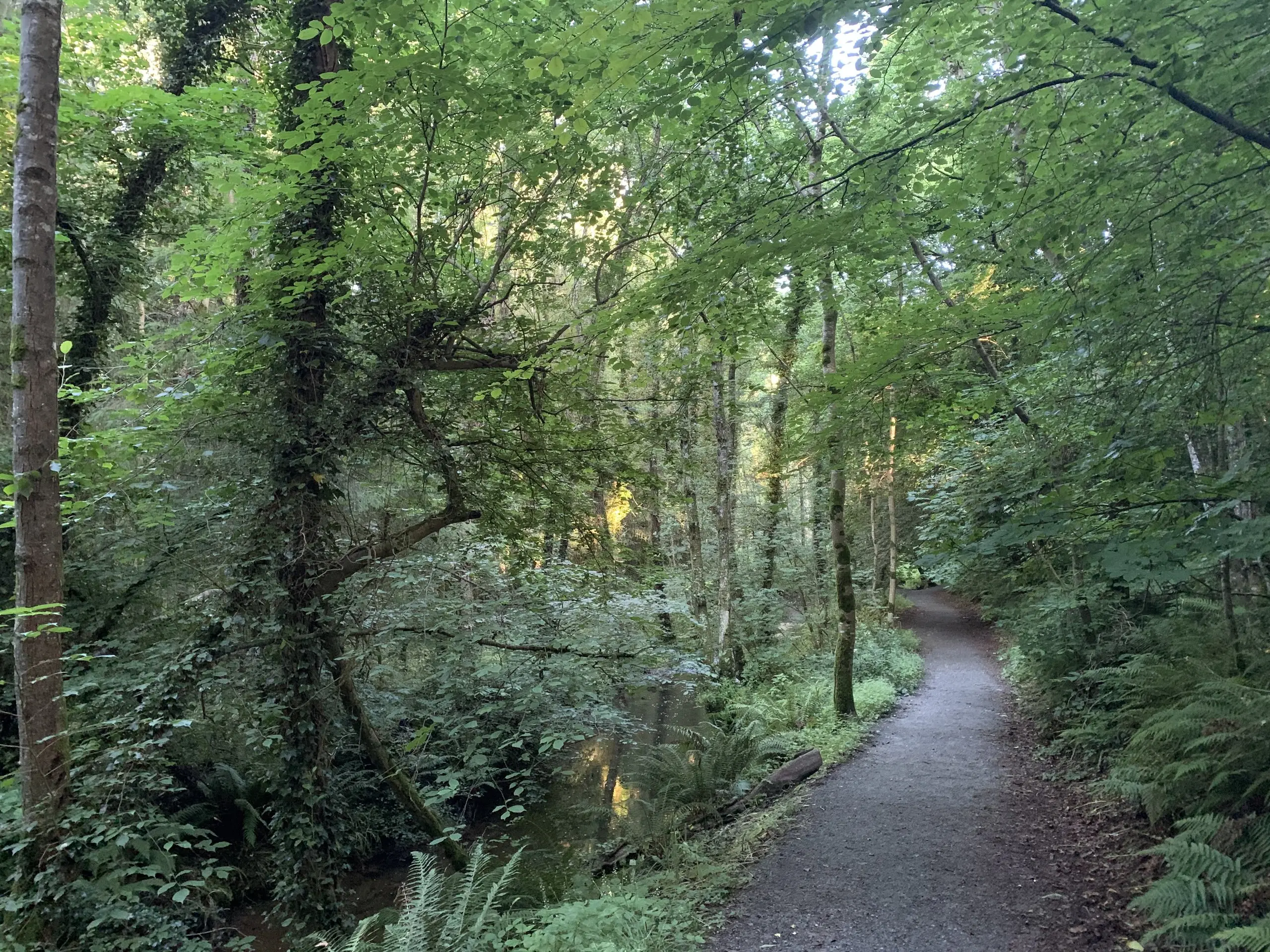 A woodland path on the Tintern Demesne Trail, edged with green ferns and wild garlic under a leafy canopy.