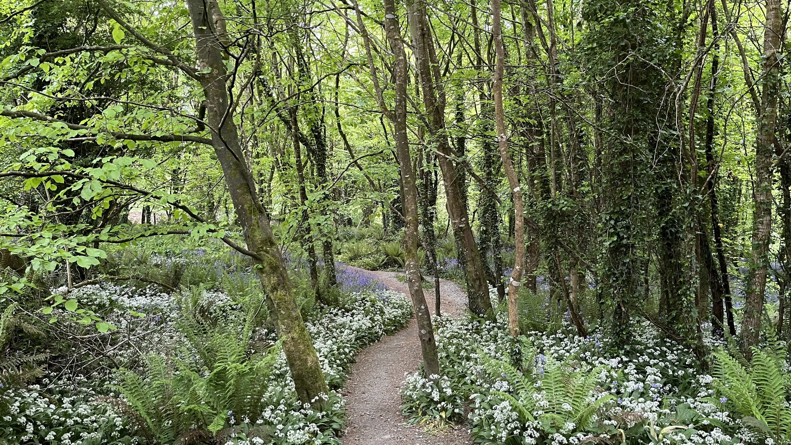 Woodland on the trail in May, the floor carpeted with flowering white wild garlic beneath a fresh green canopy.