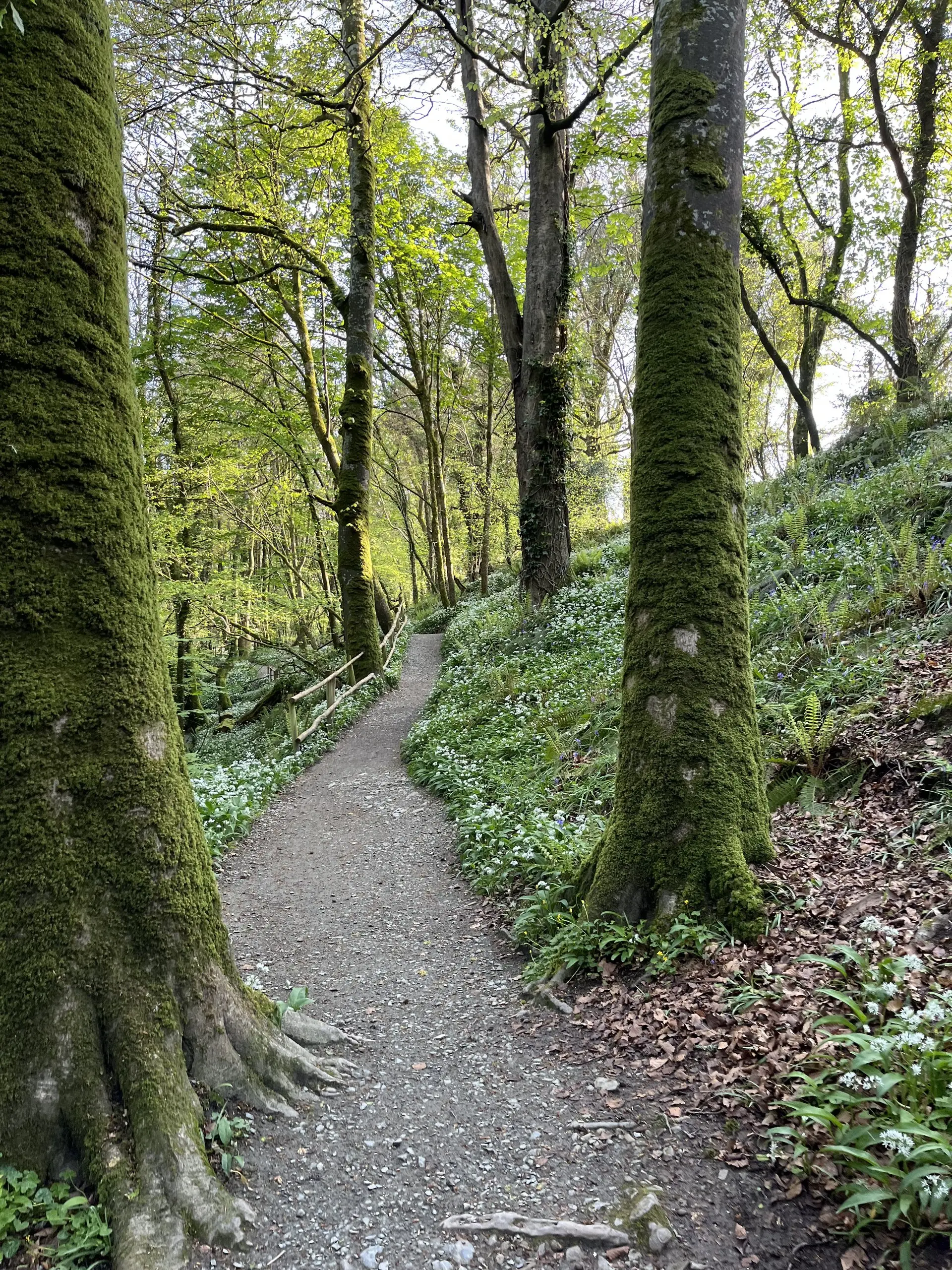 A trail winding uphill between mossy trees, its edges thick with white wild garlic in flower.