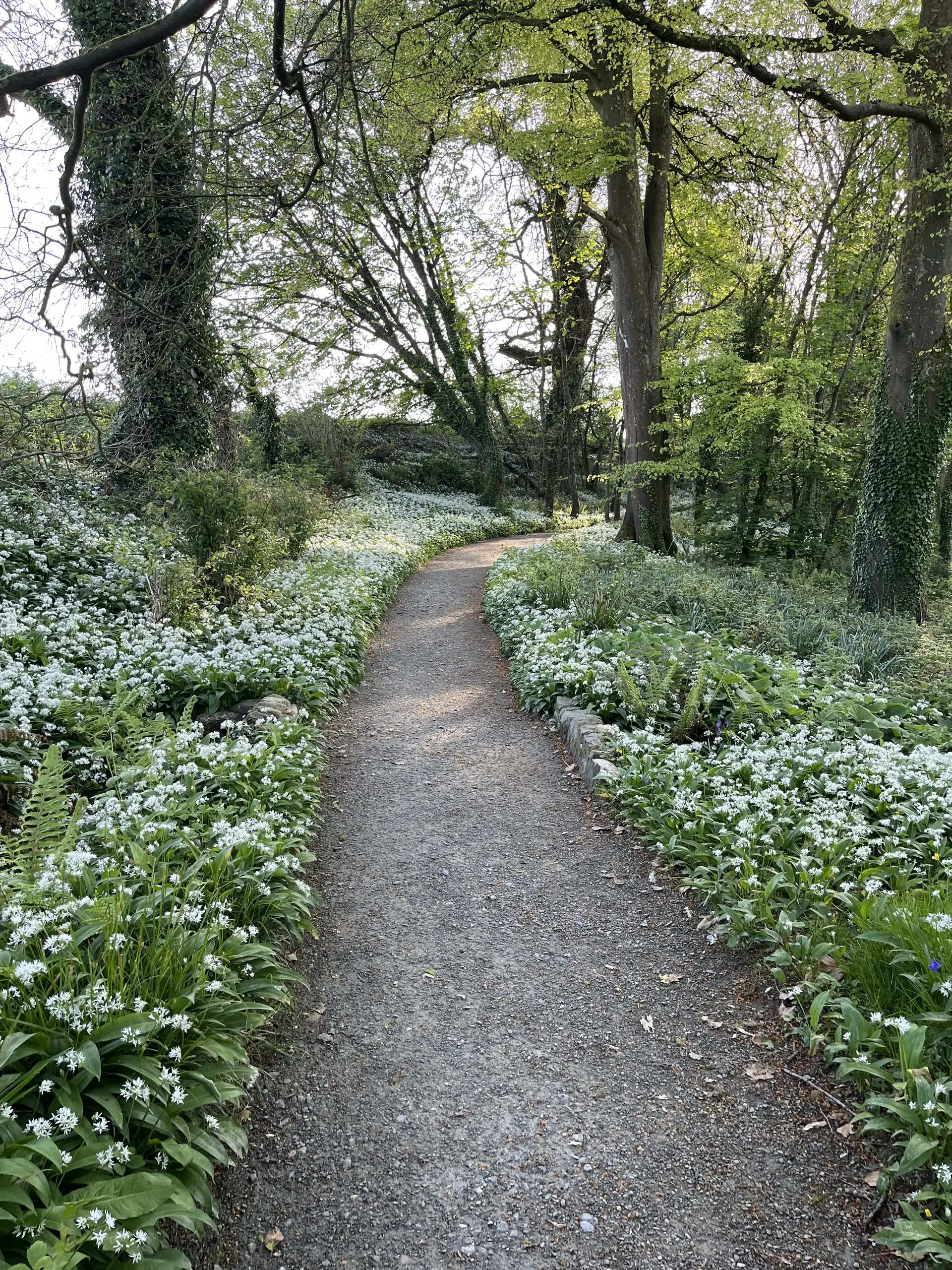 The Foxborough Trail in May, a gravel path curving through woodland banked on both sides with flowering white wild garlic.