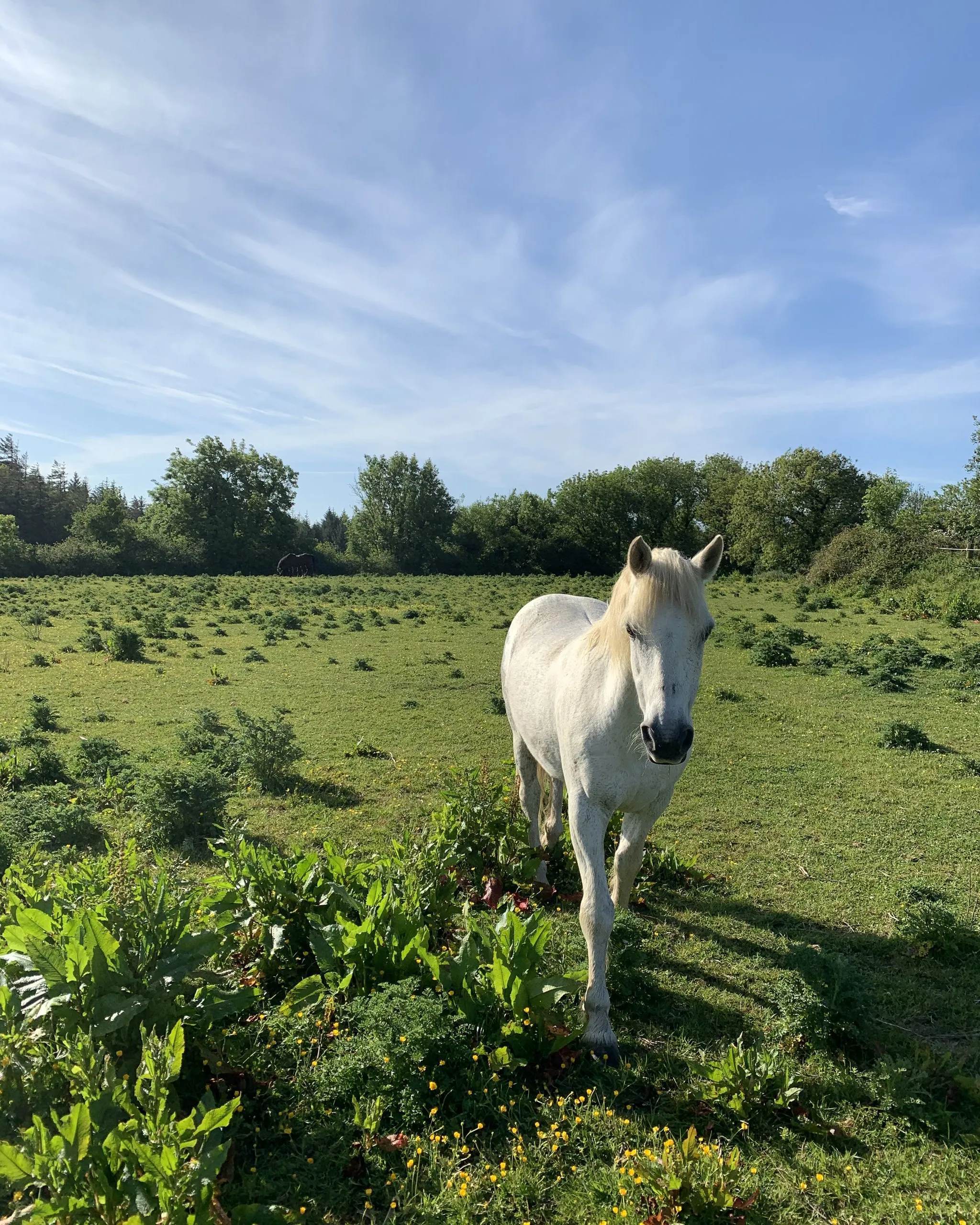 One of the horses, a grey, walking through the buttercup-dotted paddock behind the cottage.