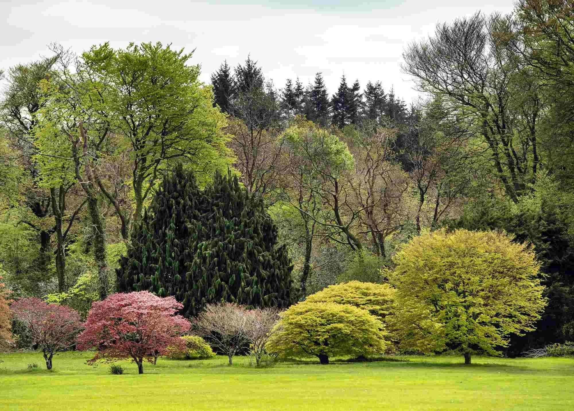 A still lake in the John F Kennedy Arboretum, fringed with giant gunnera leaves and mature trees.