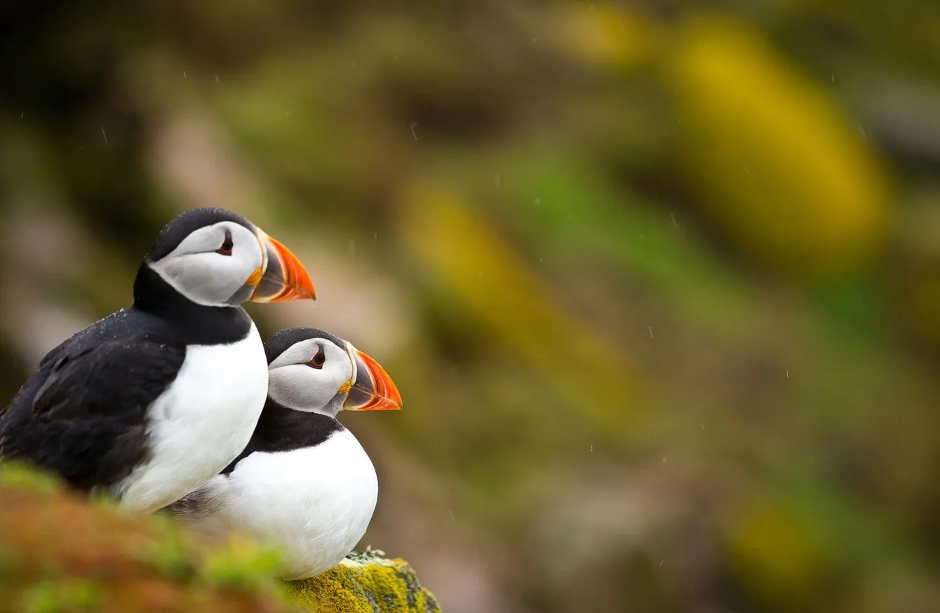 Two puffins perched together on a clifftop among yellow lichen on the Saltee Islands.
