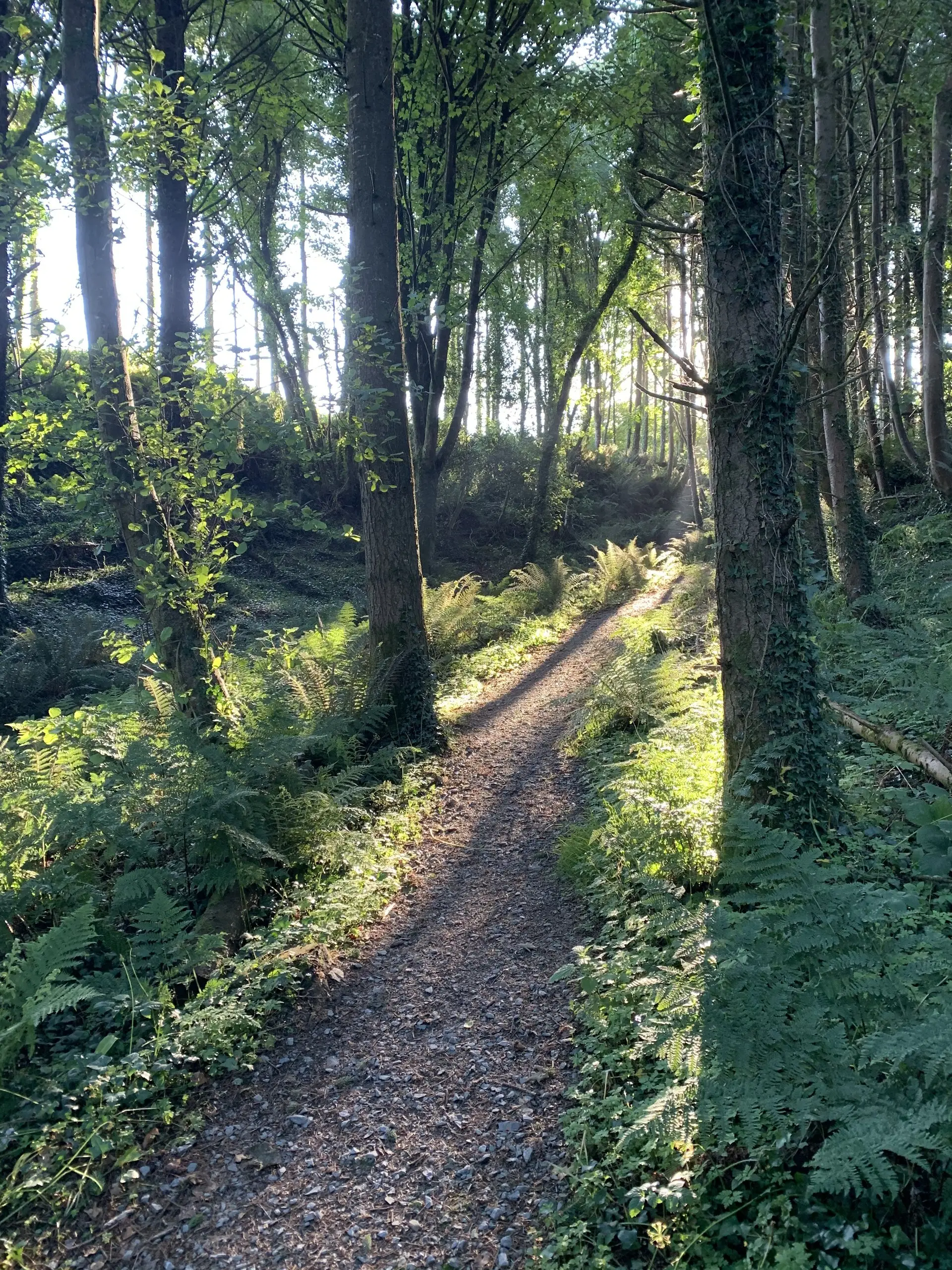 Low sun breaking through tall trees on the Gardener's Trail, casting long shadows across the ferns and the path.