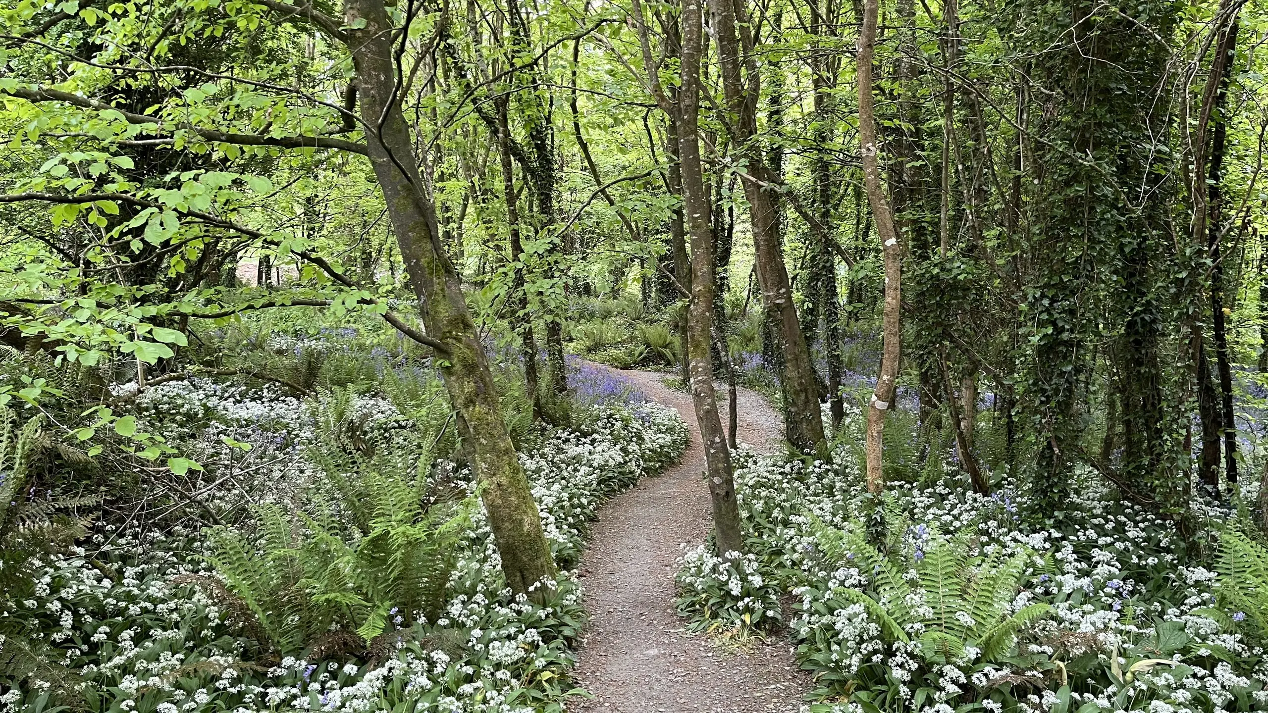 A path on the Tintern Trails in May, winding through woodland carpeted with flowering wild garlic and bluebells.
