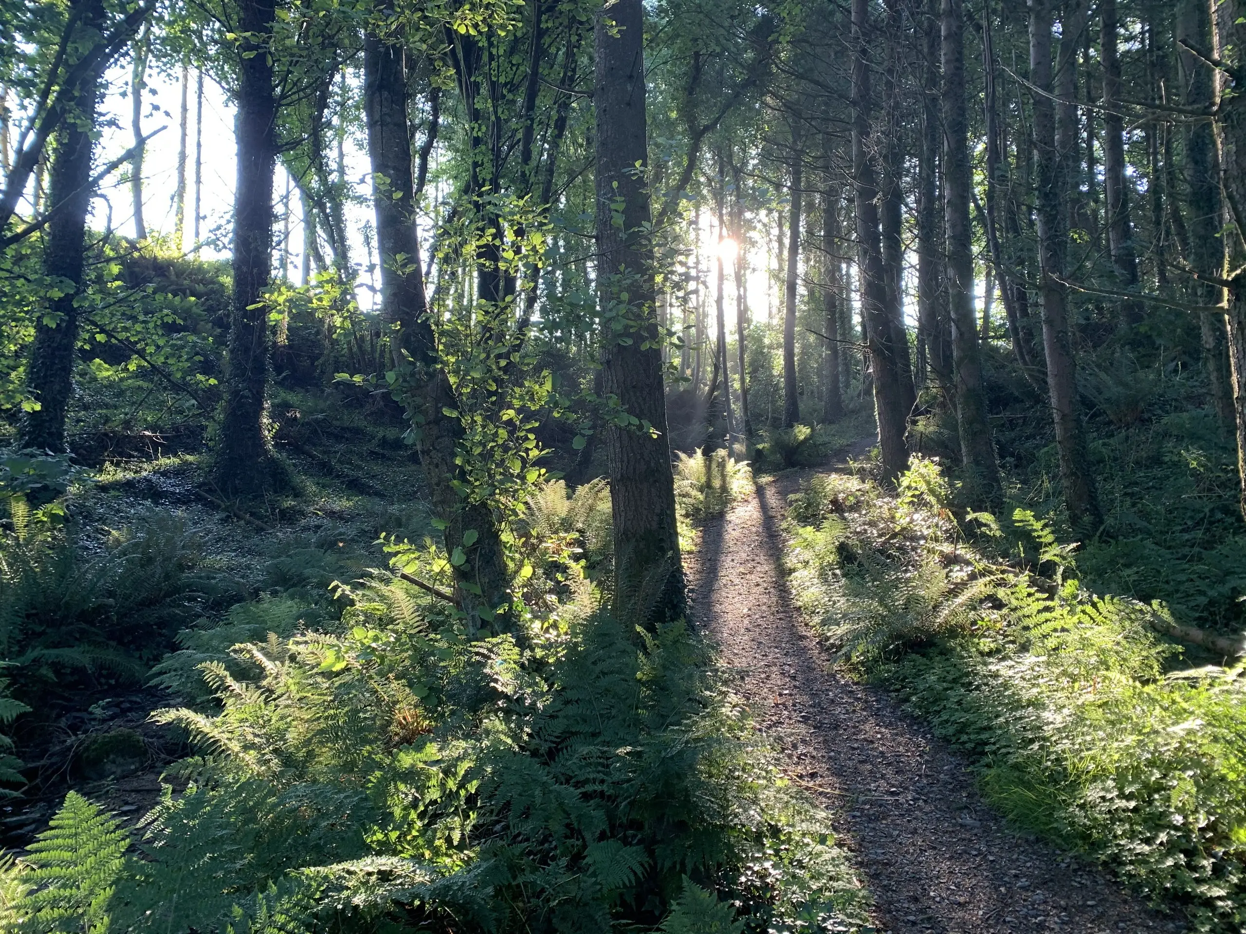 A gravel path on the Tintern Trails winding away through tall woodland, with low evening sun breaking through the trees and casting long shadows across ferns on either side.