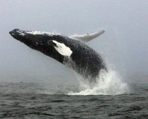 A humpback whale breaching off the Wexford coast.
